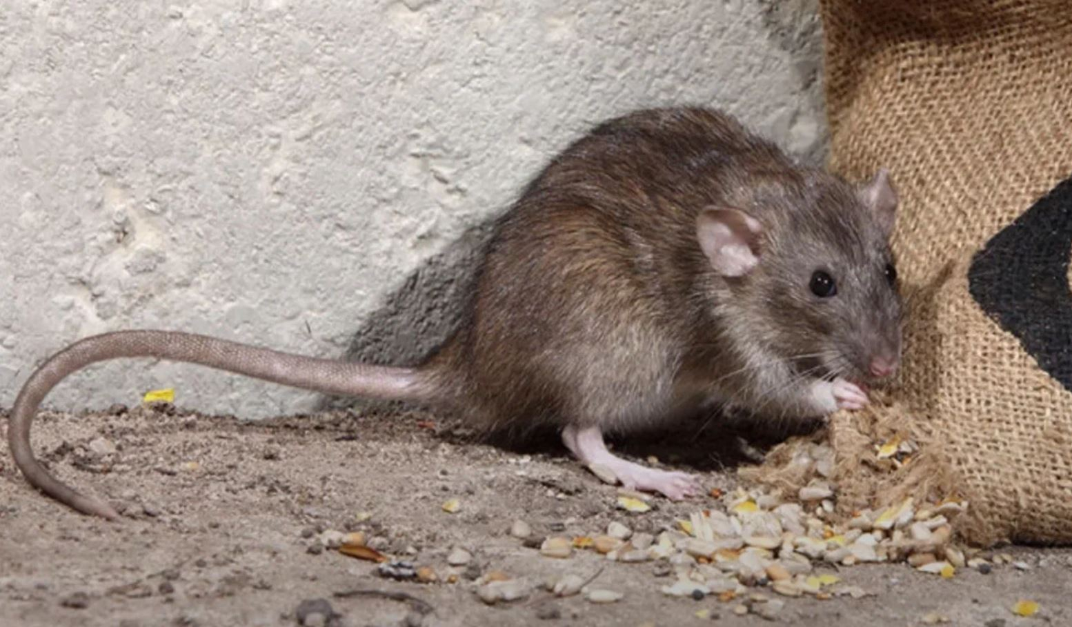 фото: Профессиональная дератизация в Высоковске: <br/>+7-909-173-42-96