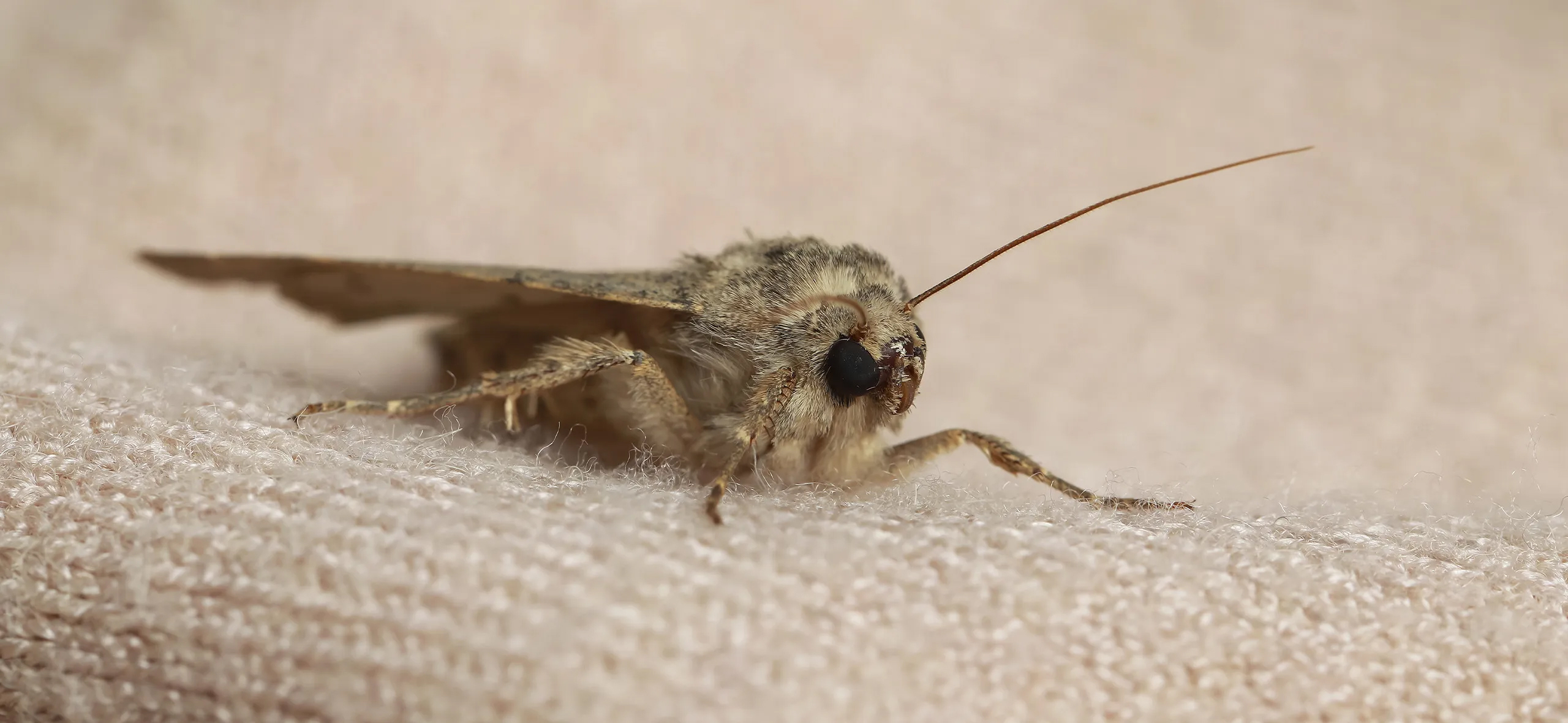 фото: Профессиональная обработка от моли в Высоковске: <br/>+7-909-173-42-96